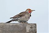 Northern Flicker